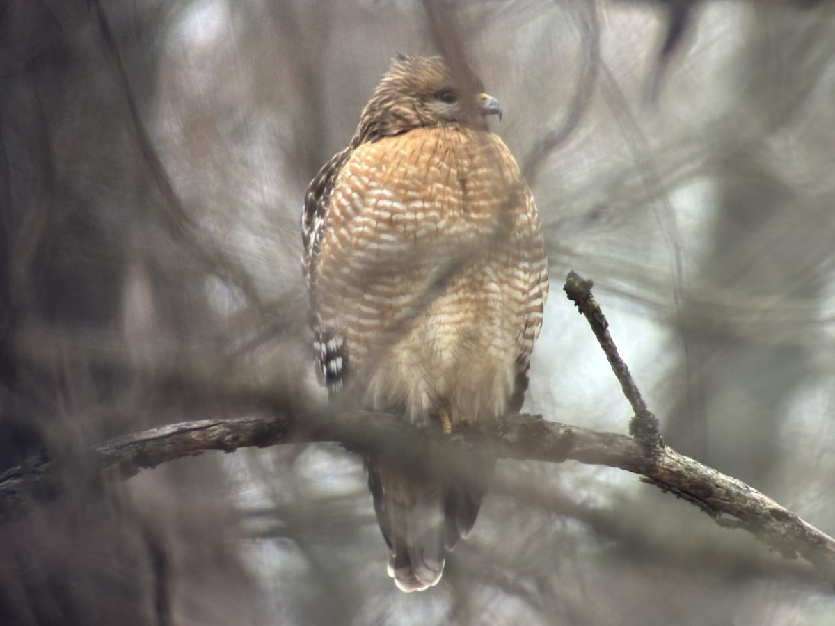 Red-shouldered Hawk - ML646357730