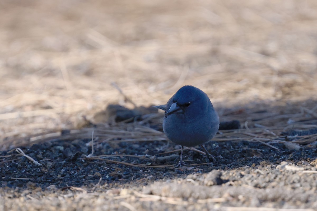 Tenerife Blue Chaffinch - ML646357732