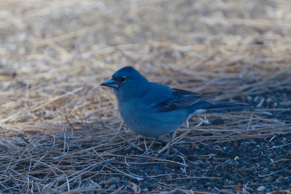 Tenerife Blue Chaffinch - ML646357733