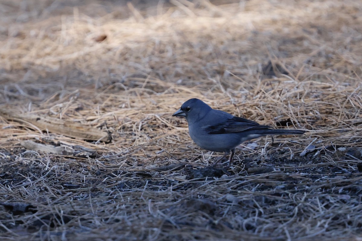Tenerife Blue Chaffinch - ML646357734