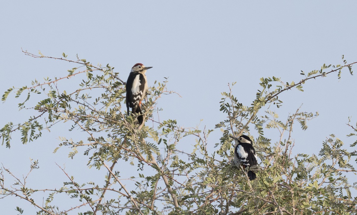 Sind Woodpecker - ML646357735