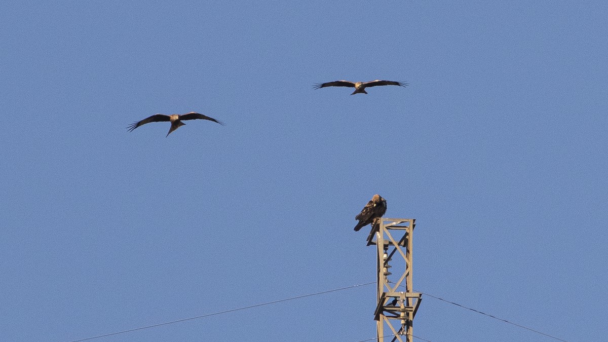 Red Kite - ML646357739