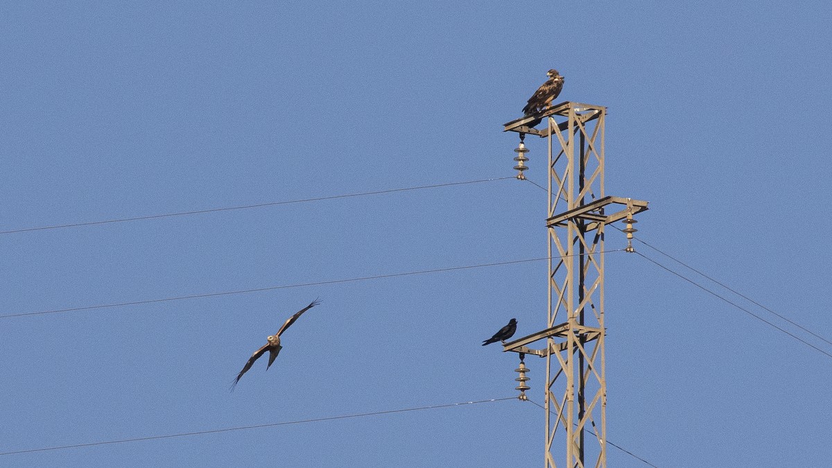 Spanish Eagle - ML646357747