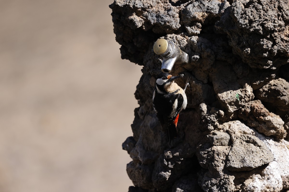 Great Spotted Woodpecker (Canarian) - ML646357749