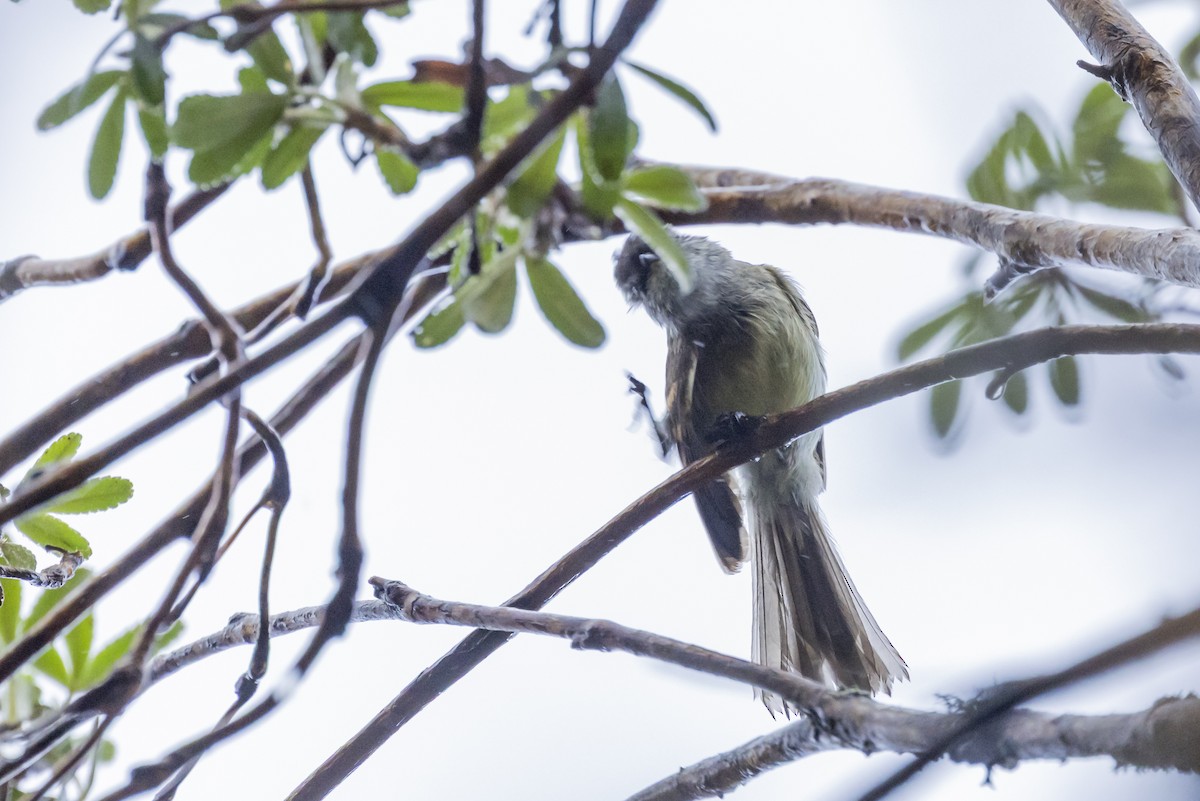 White-throated Tyrannulet - ML646357750