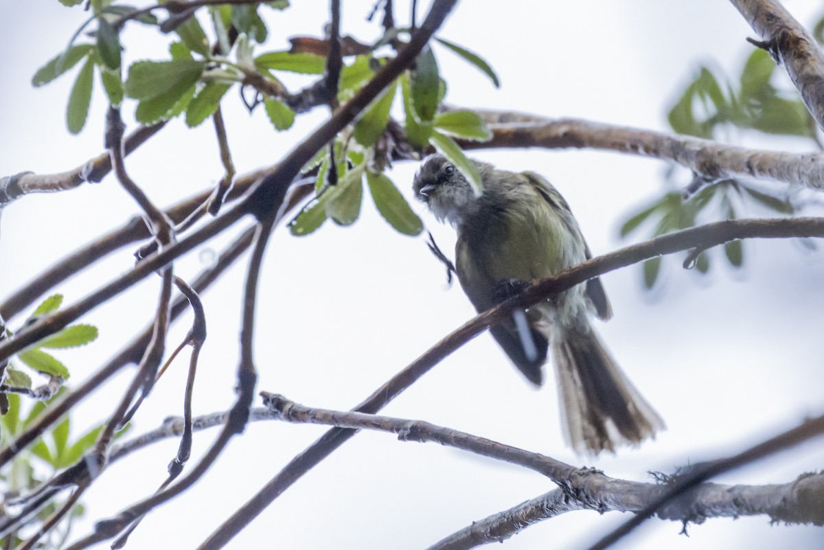 White-throated Tyrannulet - ML646357751