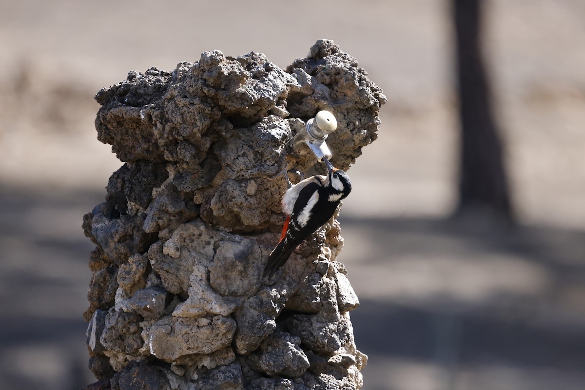 Great Spotted Woodpecker (Canarian) - ML646357752
