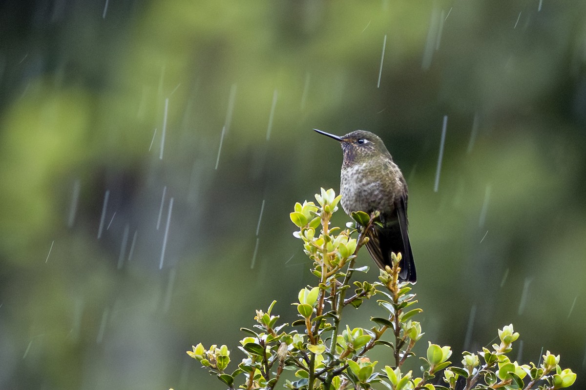 Violet-throated Metaltail - ML646357753