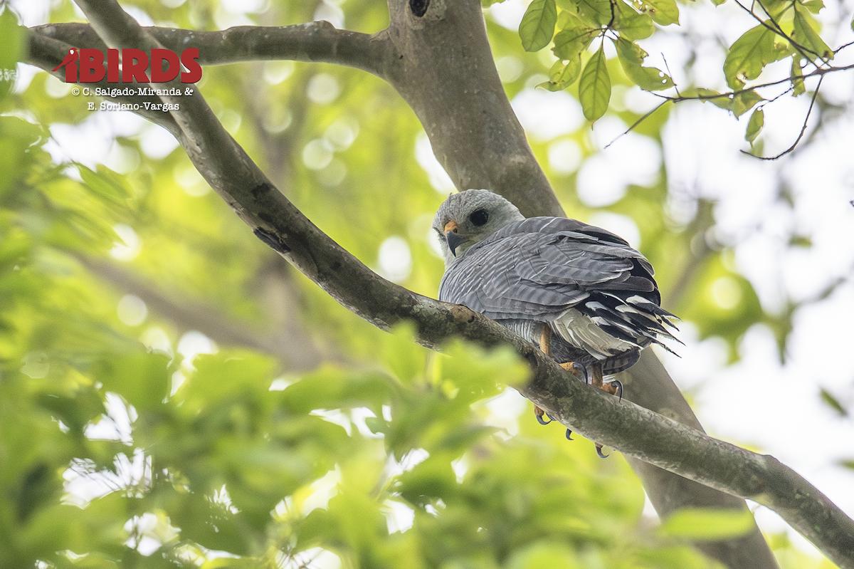 Gray-lined Hawk - ML646357754