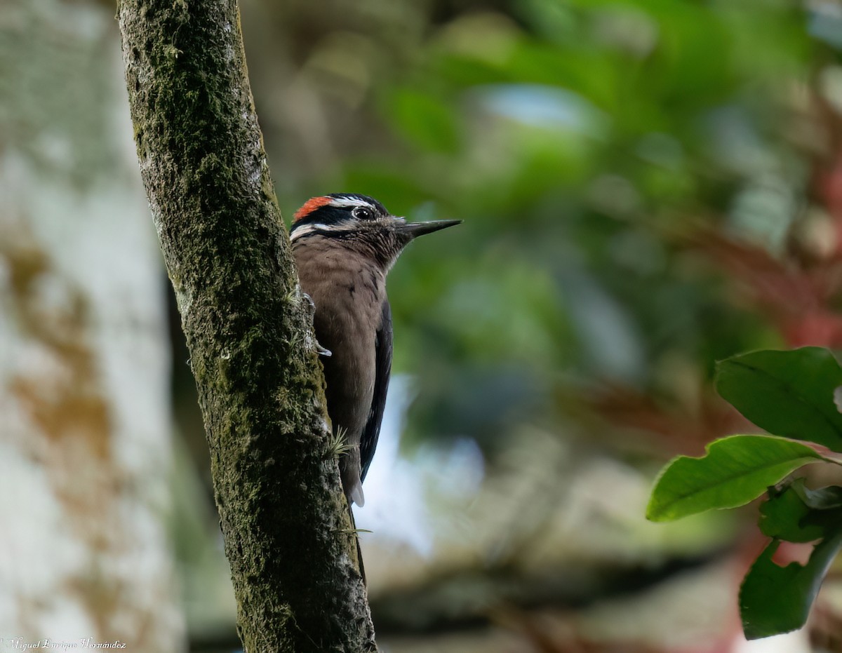 Hairy Woodpecker - ML646357756