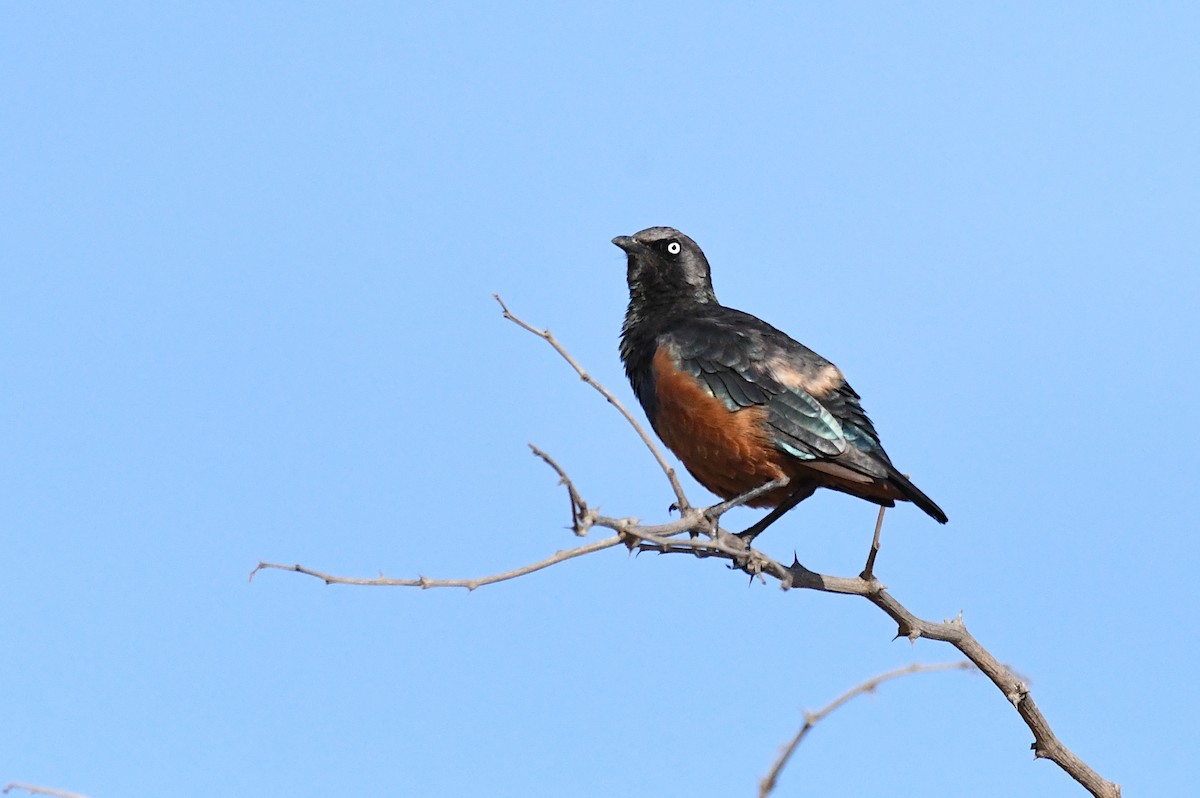 Chestnut-bellied Starling - ML646357766