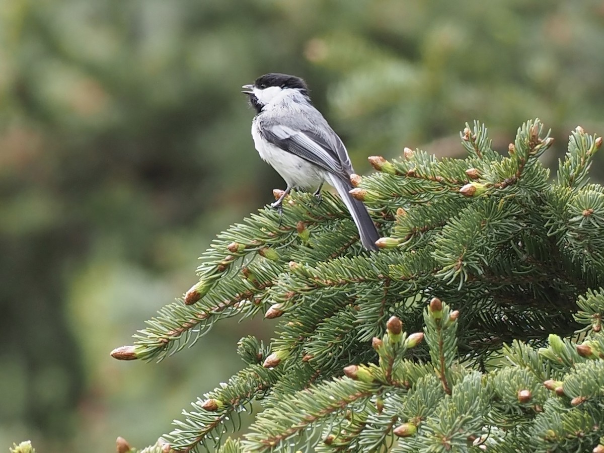 Гаїчка світлокрила - ML646357769