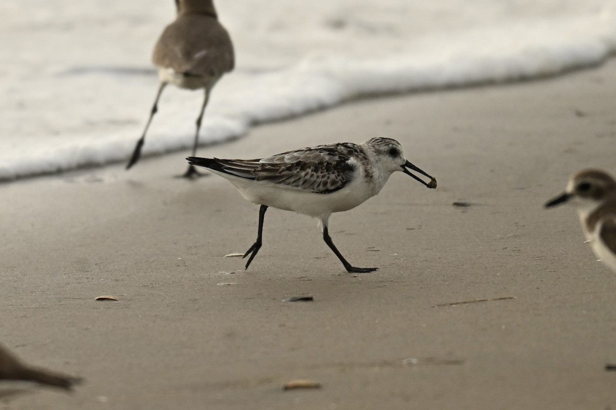 Sanderling - ML646357770