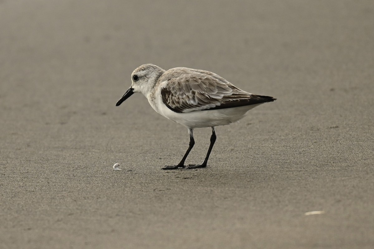 Sanderling - ML646357771