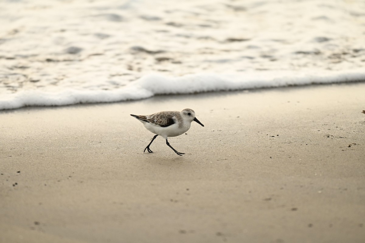 Sanderling - ML646357772