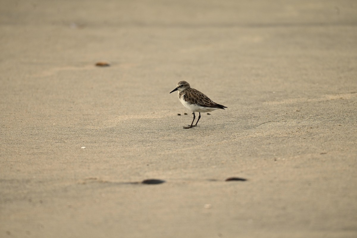 Little Stint - ML646357773