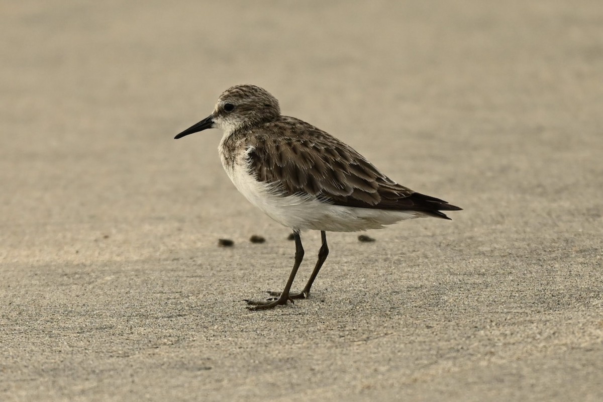 Little Stint - ML646357774