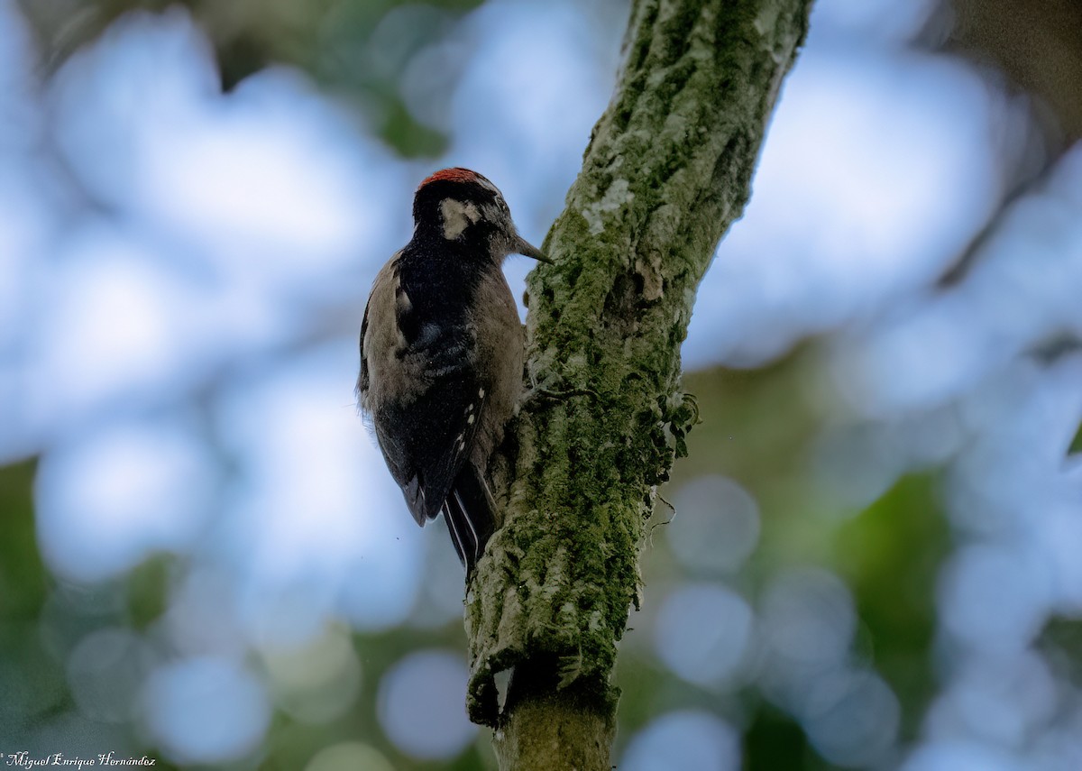 Hairy Woodpecker - ML646357776