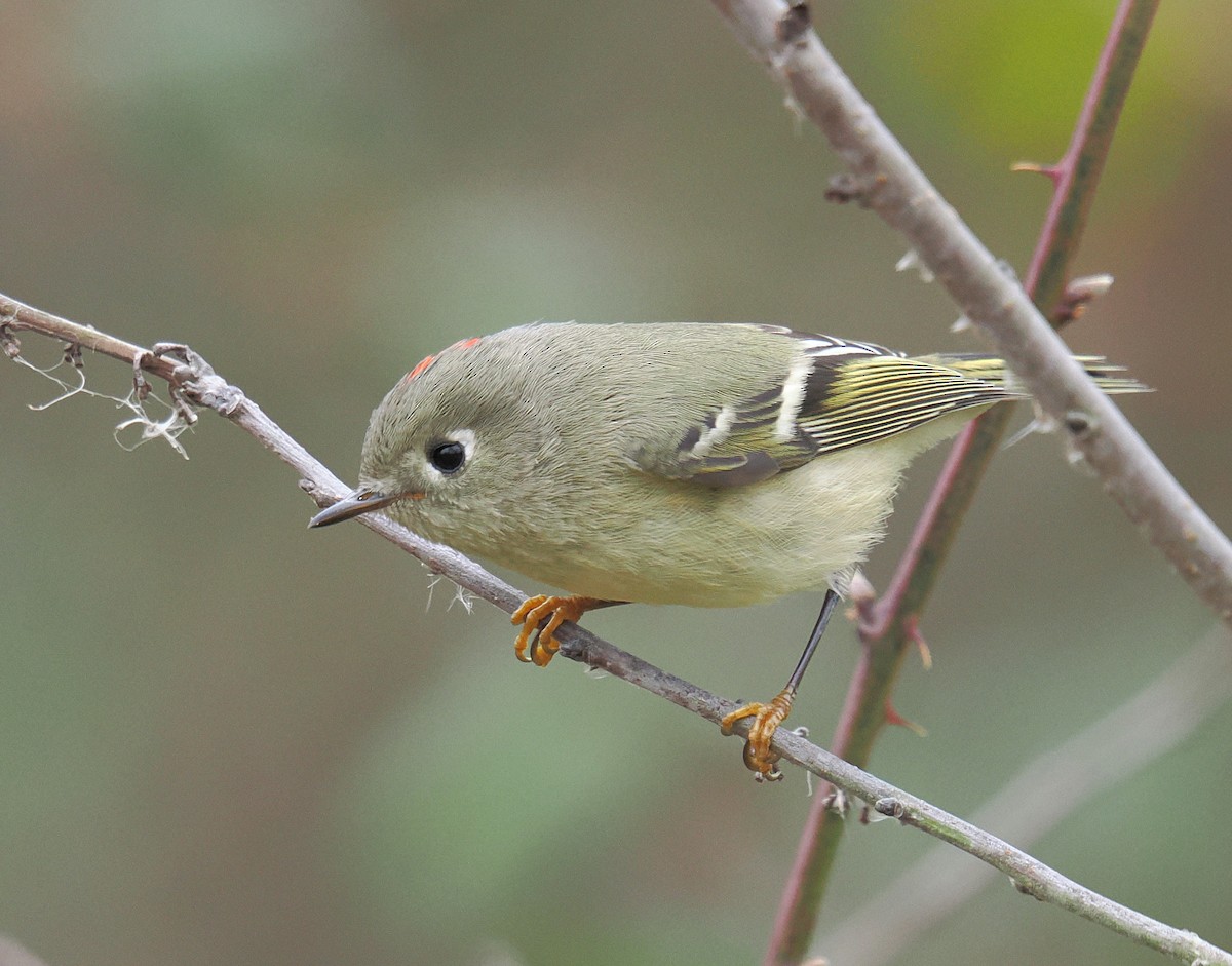 Ruby-crowned Kinglet - ML646357777