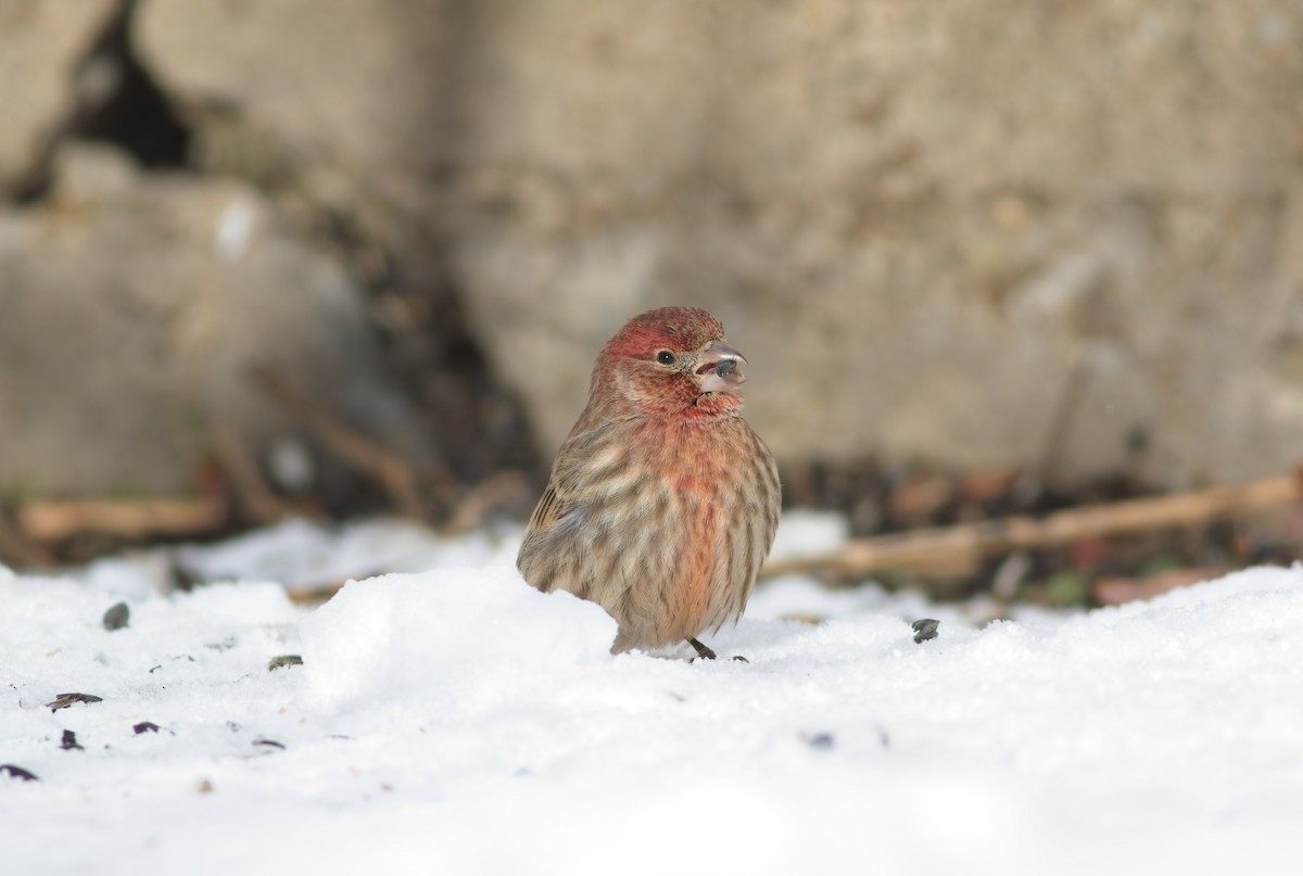 House Finch - ML646357778