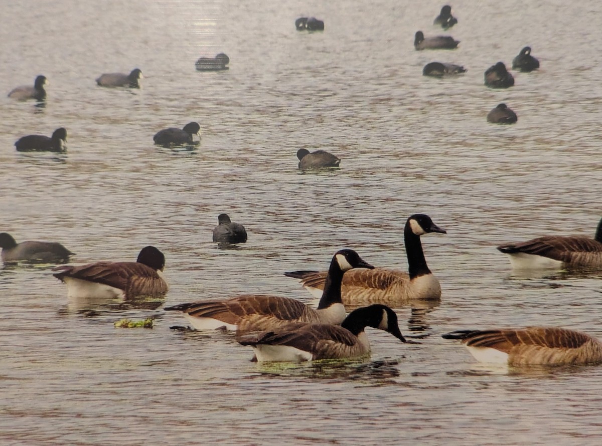 Kanadagans - ML646357779