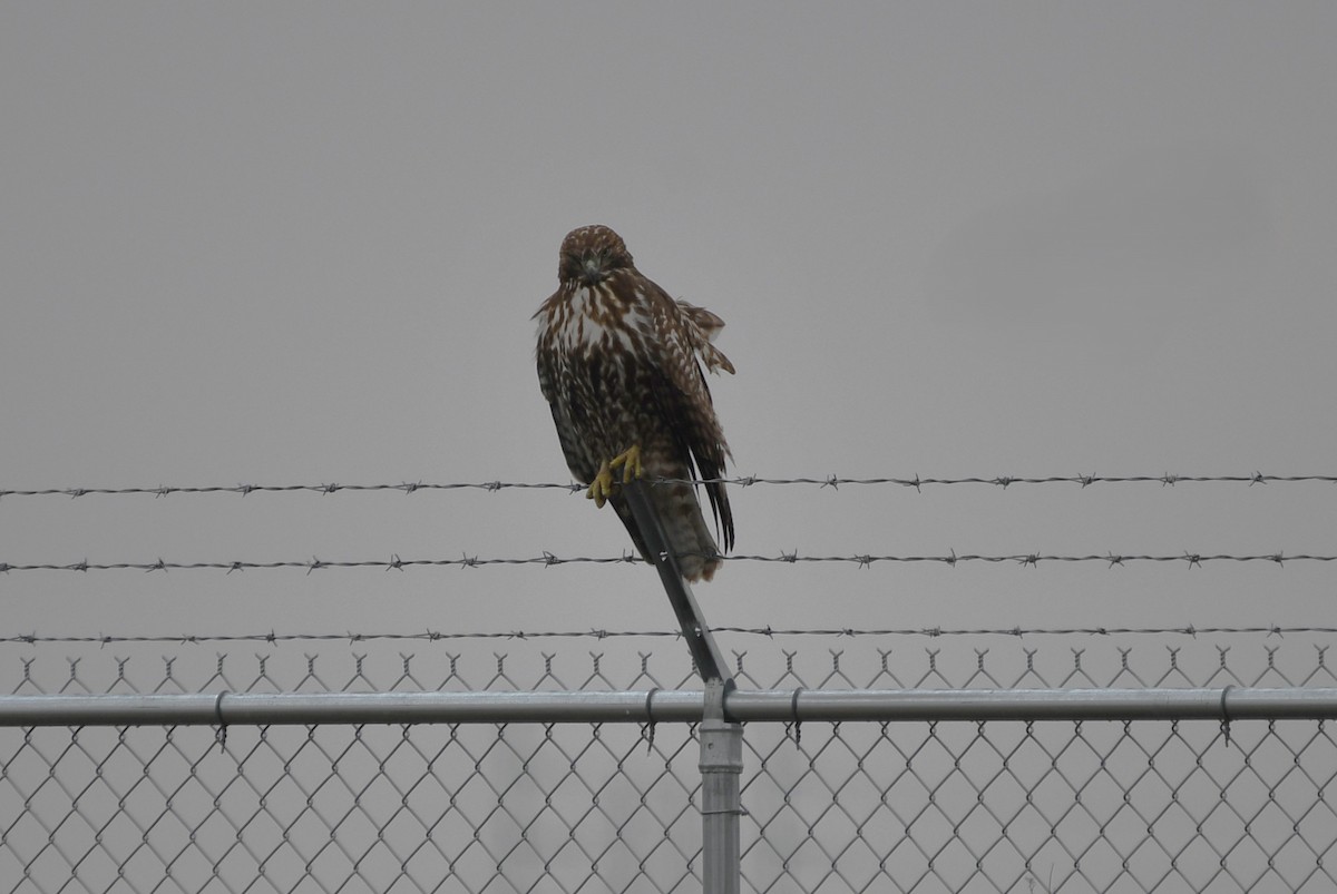 Red-tailed Hawk (abieticola) - ML646357781