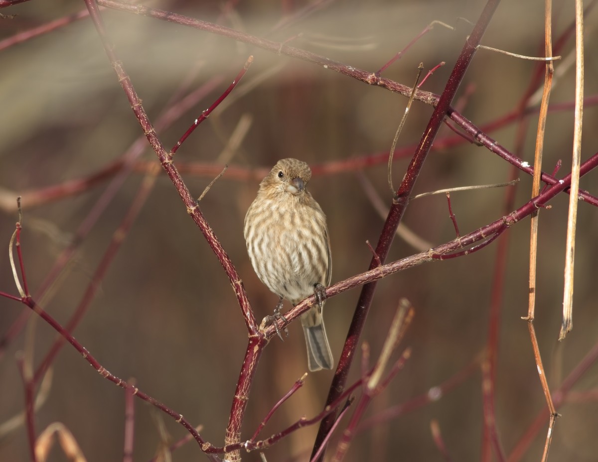 House Finch - ML646357784