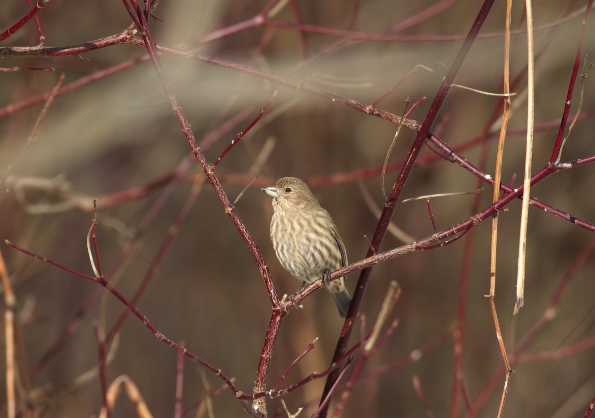House Finch - ML646357785