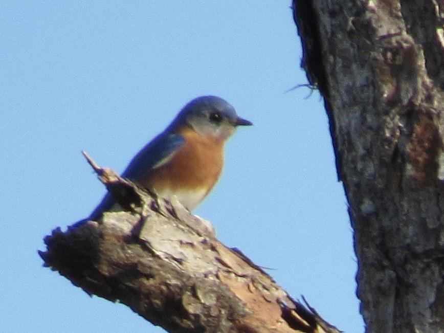 Eastern Bluebird - ML646357787