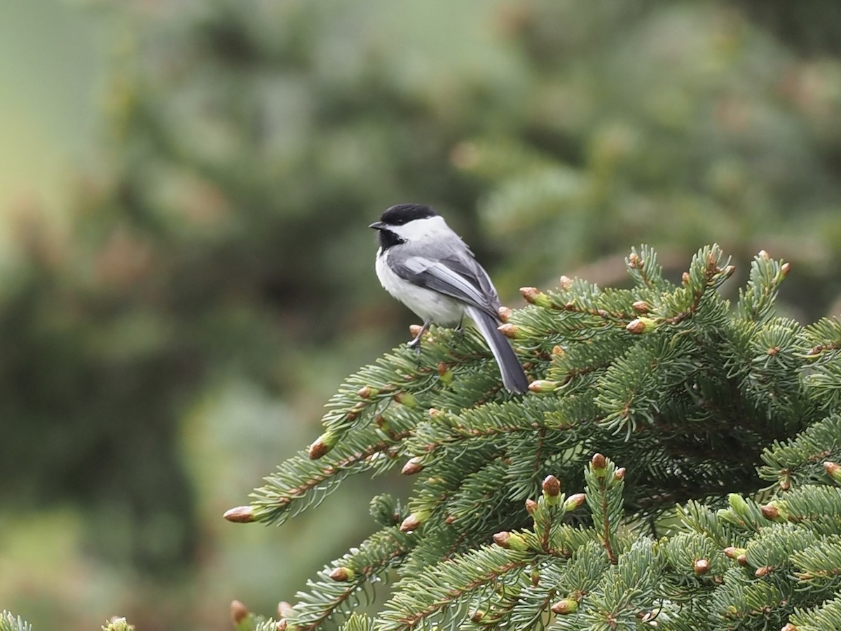 Гаїчка світлокрила - ML646357794
