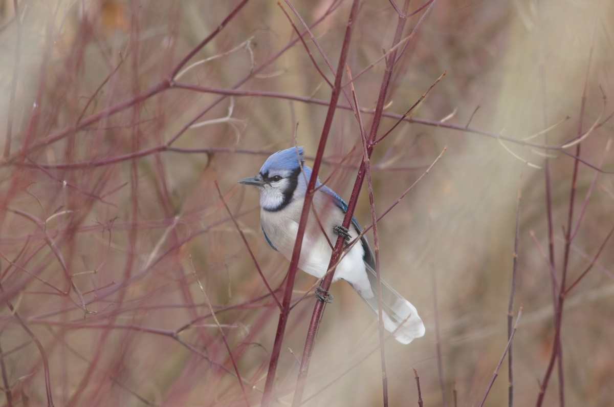 Geai bleu - ML646357798