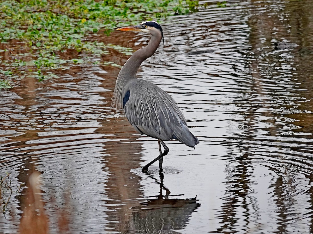 Great Blue Heron - ML646357799