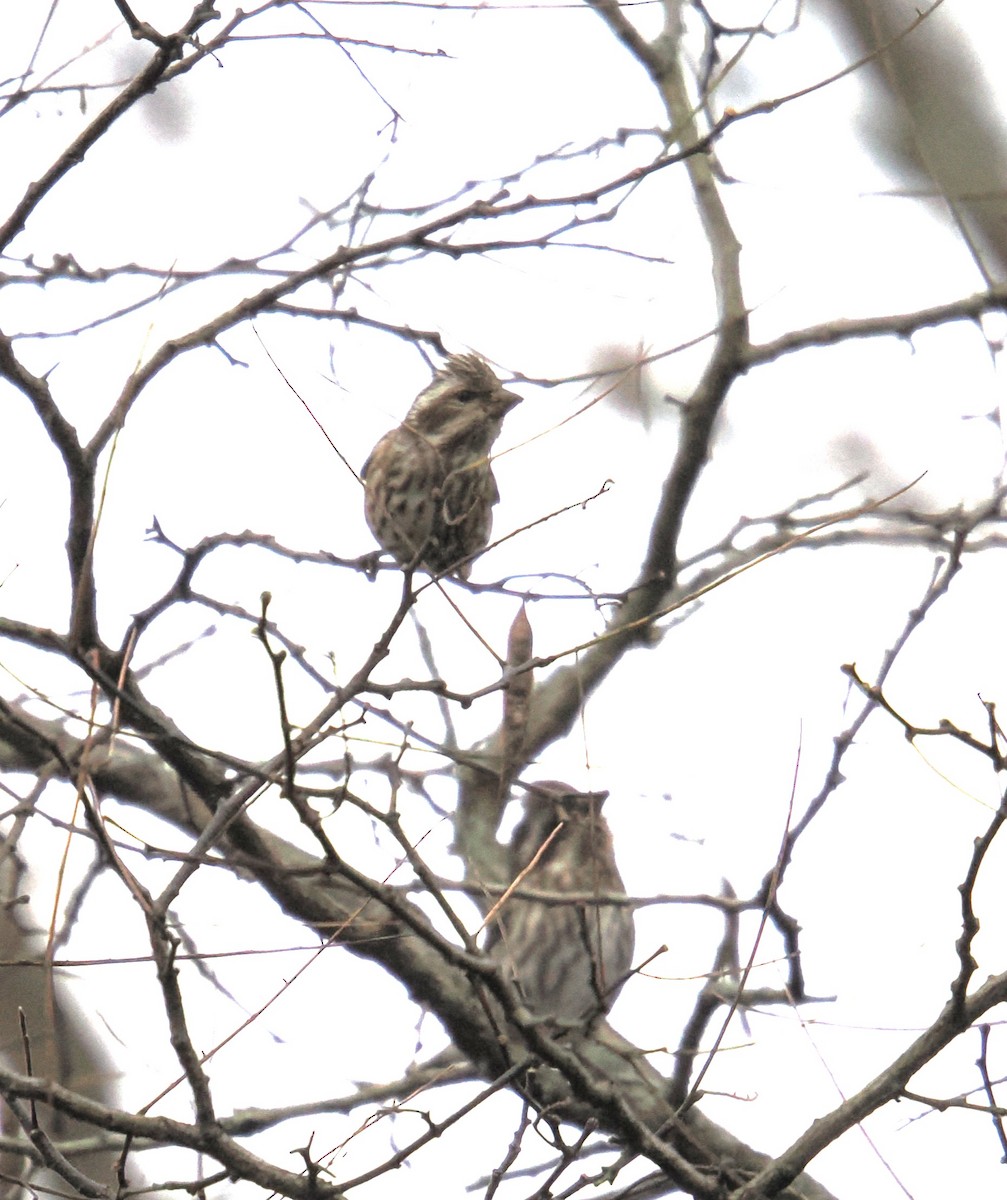Purple Finch - ML646357800