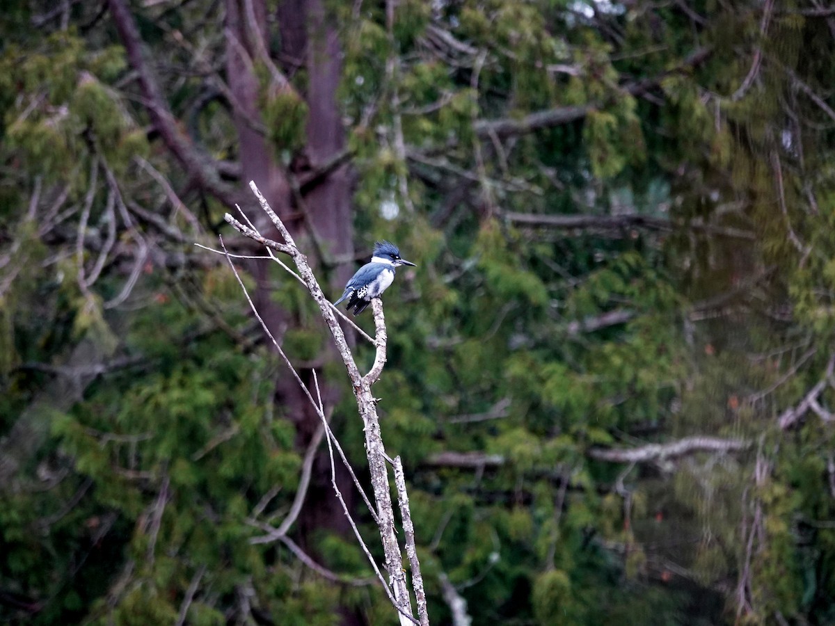 Belted Kingfisher - ML646357810