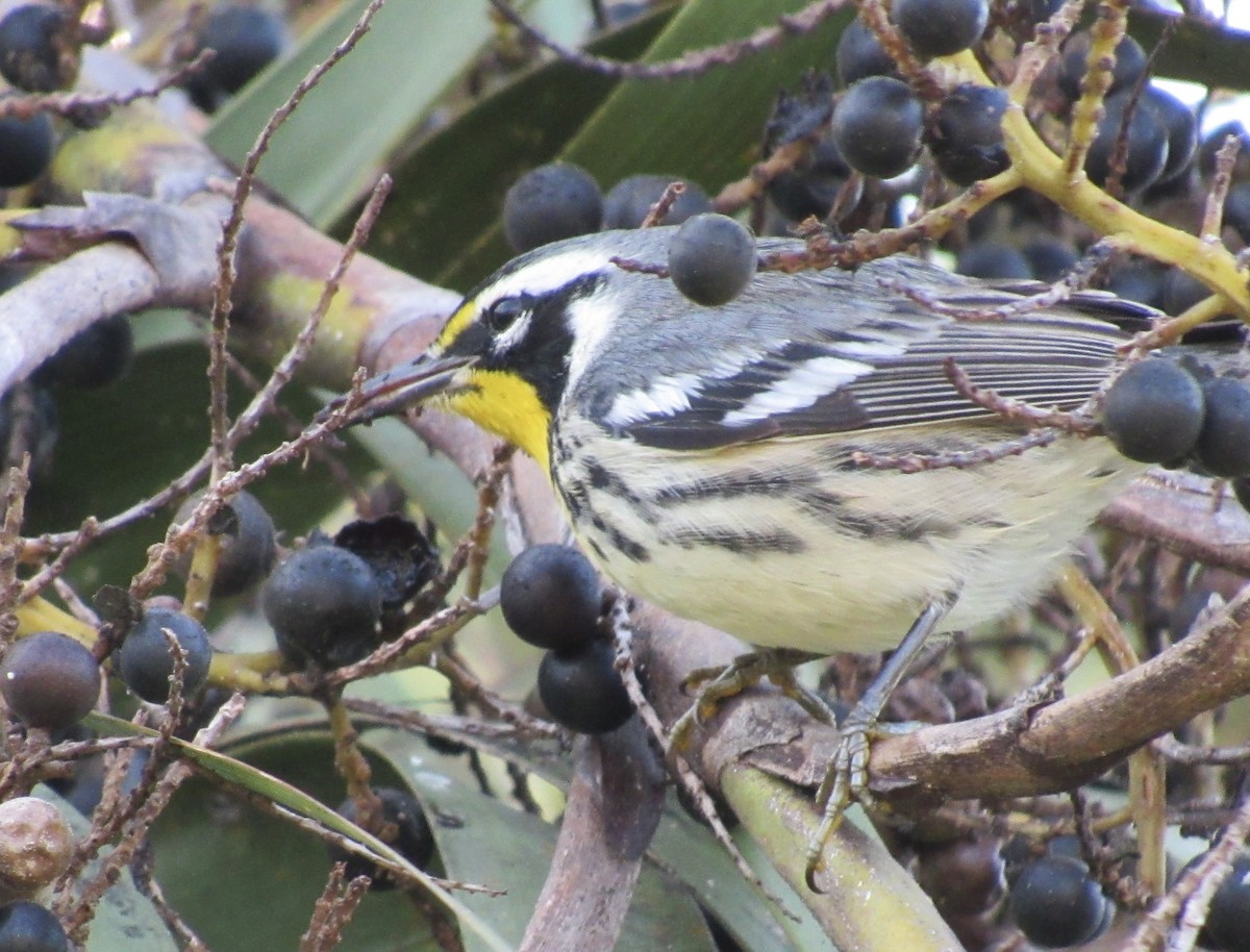 Goldkehl-Waldsänger - ML646357811