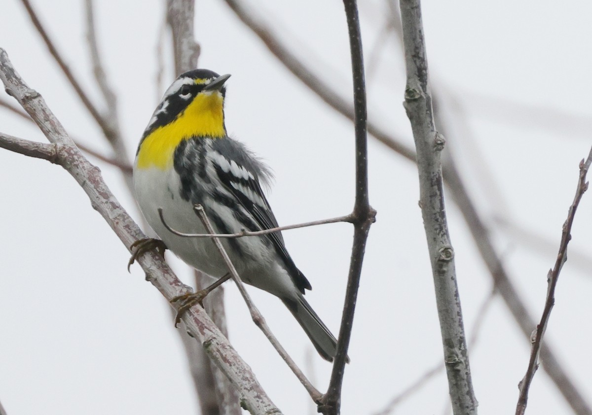 Goldkehl-Waldsänger (dominica/stoddardi) - ML646357824