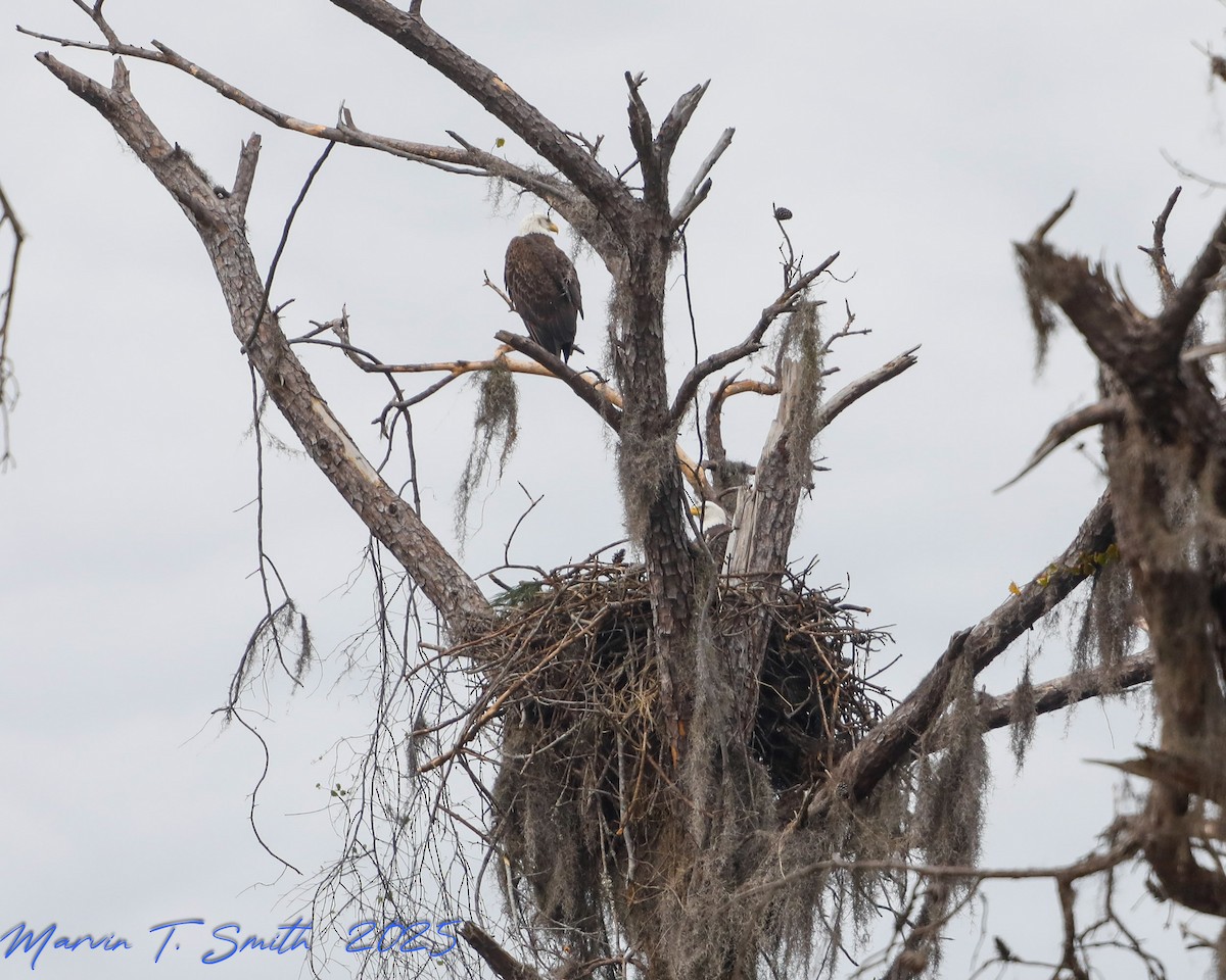Bald Eagle - ML646357825
