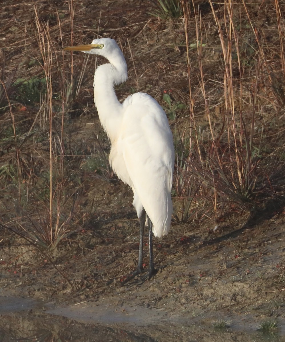 Great Egret - ML646357832