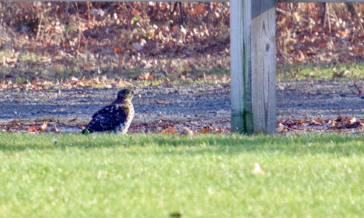 Cooper's Hawk - ML646357833