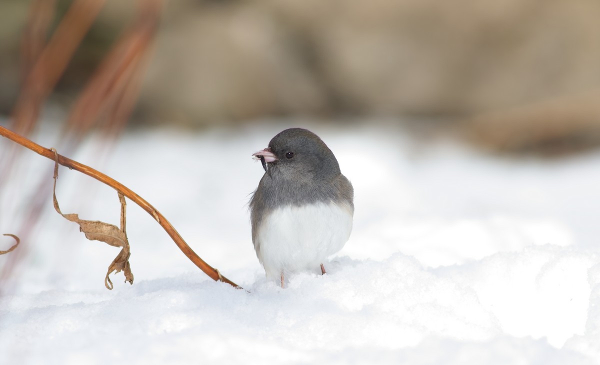 Dark-eyed Junco - ML646357834