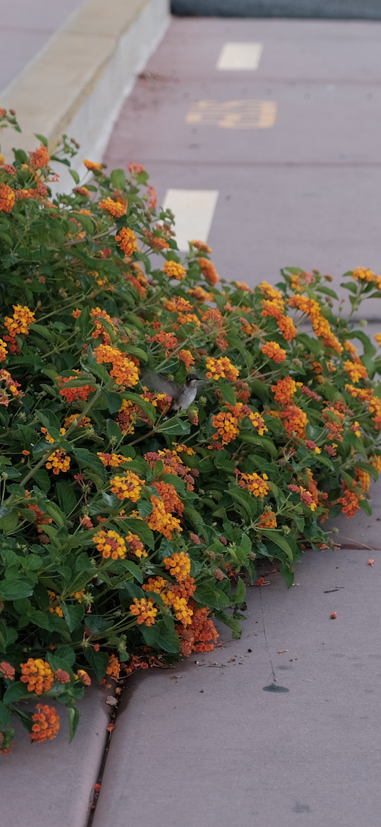 Black-chinned Hummingbird - ML646357835