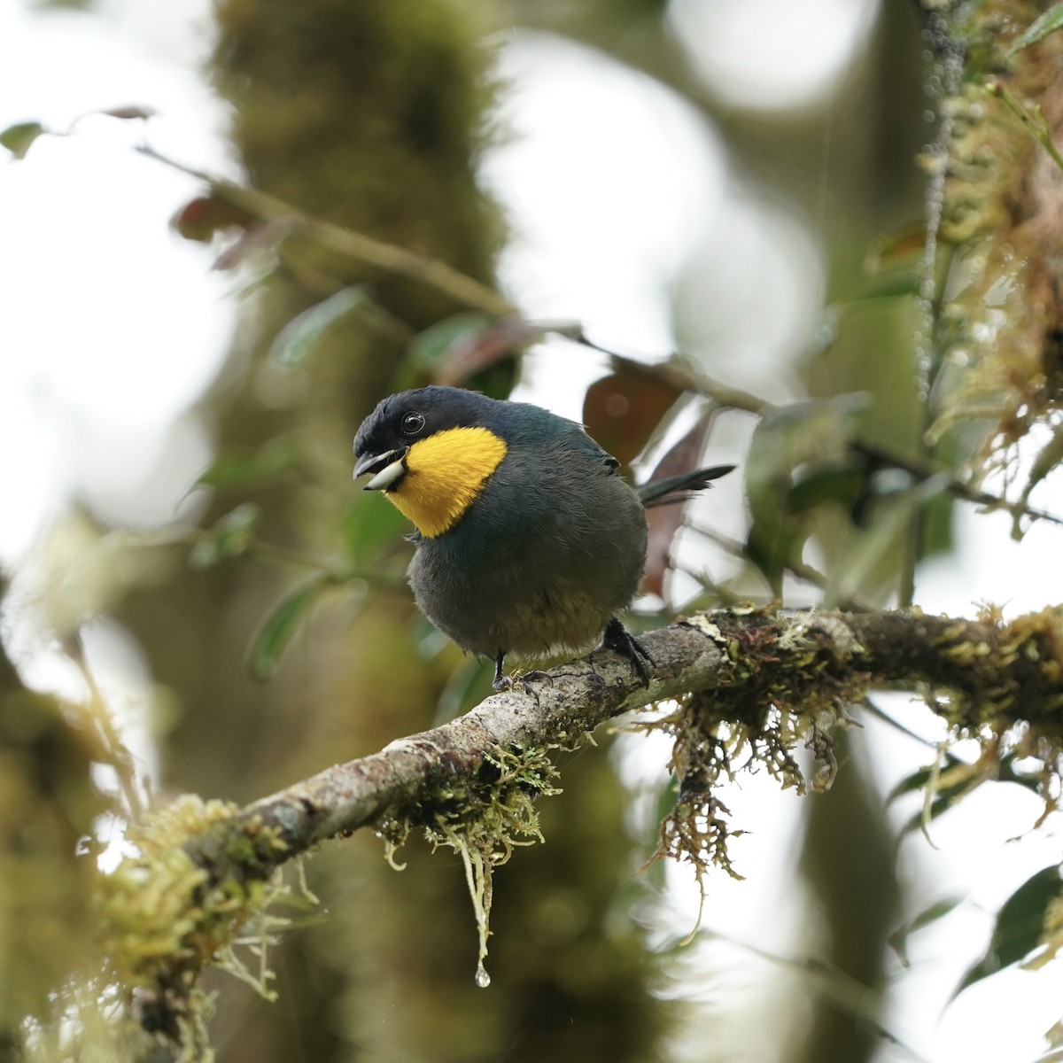 Purplish-mantled Tanager - ML646357836