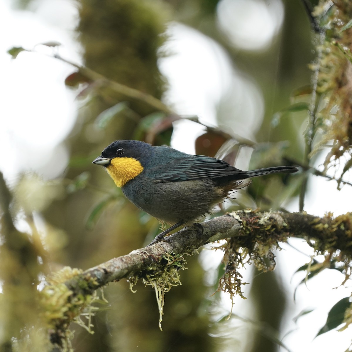 Purplish-mantled Tanager - ML646357837