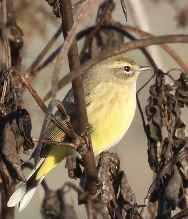 Palm Warbler - ML646357842