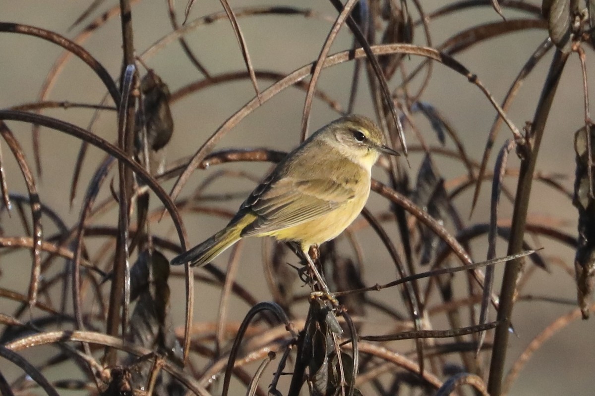 Palm Warbler - ML646357843