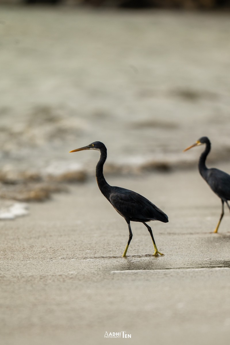 Western Reef-Heron - ML646357844