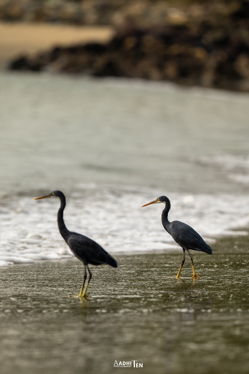 Western Reef-Heron - ML646357845