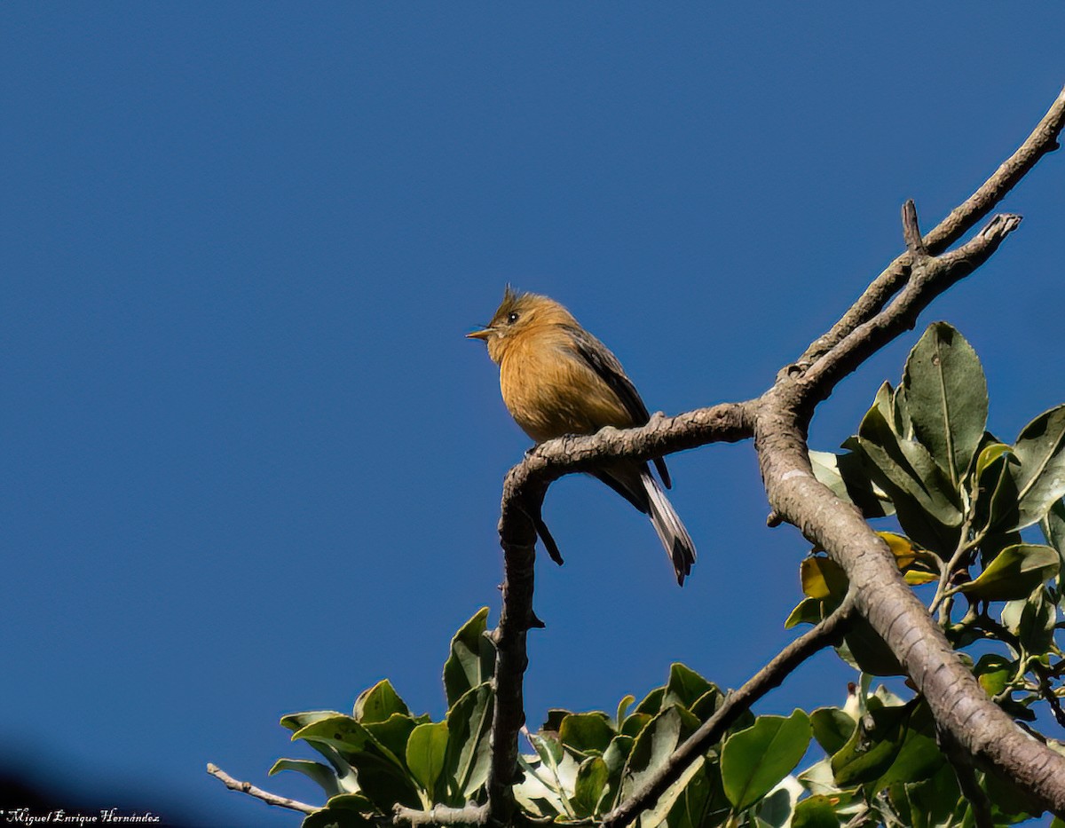 Tufted Flycatcher - ML646357846