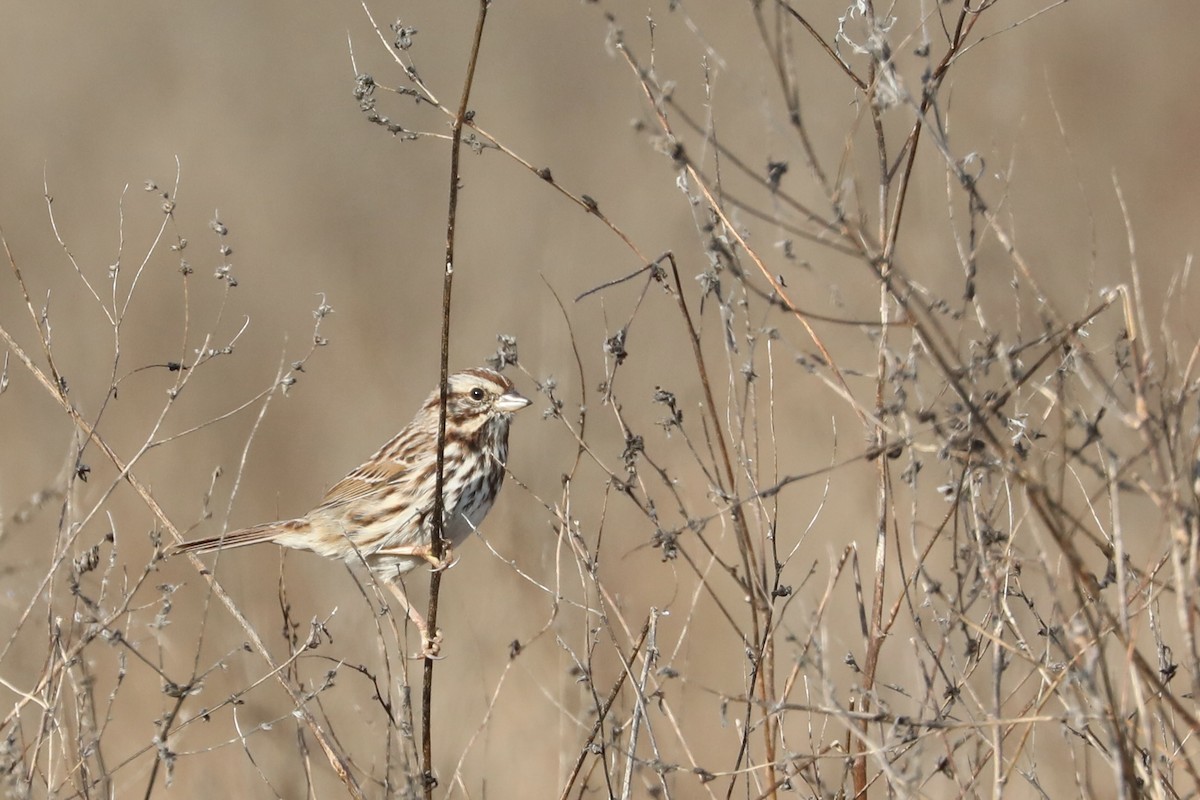 Song Sparrow - ML646357847