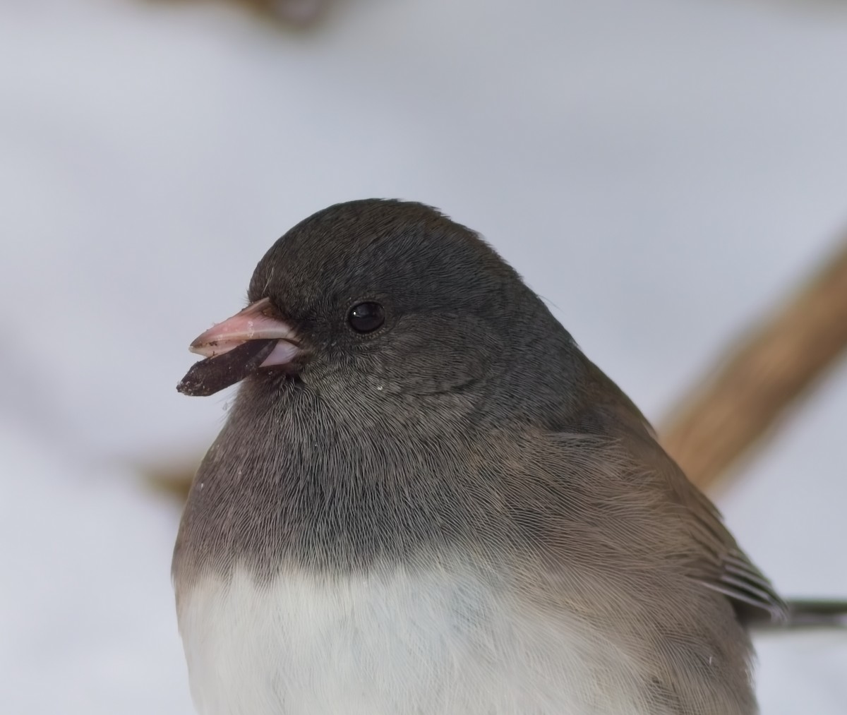 Dark-eyed Junco - ML646357849